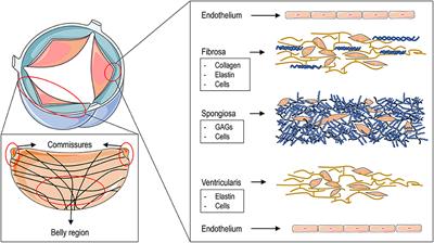 Engineering Efforts to Refine Compatibility and Duration of Aortic Valve Replacements: An Overview of Previous Expectations and New Promises